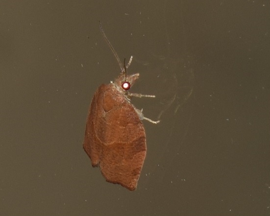 Pandemis heparana (Tortricidae)?